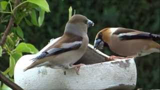 Appelvinken - Hawfinch - Coccothraustes coccothraustes - Uddel.