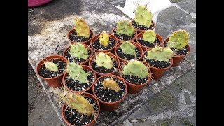 How to grow Cactus from cuttings - Opuntia 'The Prickly Pear' Cactus