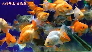 土佐錦魚 当歳魚の様子 2022-11-16