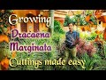 Propagation of Dracaena marginata , The Dragon  Tree 🌲 Now you can also do it easily