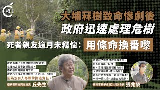 【專題】塌樹殺人後政府始清危樹 死者家屬泛淚光：亡羊補牢換不回人命