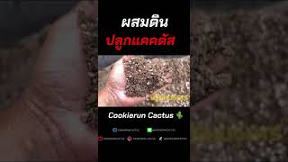 ผสมดิน #CookierunCactus #คุกกี้รันแคคตัส #มือใหม่หัดเลี้ยงแคคตัส #สวนแคคตัสสุราษฏร์ธานี