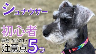 【ミニシュナ】シュナ初心者🔰が失敗しないための【5つの注意点】