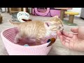 ゆるゆるにゃんプロの横でくつろぐ子猫【かぐ告兄妹日記 14】kitten relaxing next to cats playing with each other.