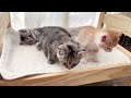 ゆるゆるにゃんプロの横でくつろぐ子猫【かぐ告兄妹日記 14】kitten relaxing next to cats playing with each other.