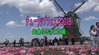 佐倉チューリップフェスタ2018