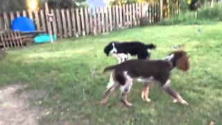 Two Dogs Tie Out That does Not Tangle : Raw Footage Double Dog Run System