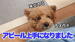 【トイプードル】かわいくお願いするさくまる。