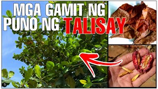 GAWIN ITO SA DAHON AT BUNGA NG PUNO NG TALISAY O INDIAN ALMOND ,MARAMI PALANG PAKINABANG | Bhes Tv