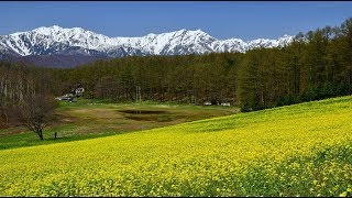 菜の花と北アルプスが美しい中山高原2018・4K