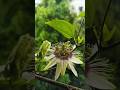 Passion flower💮🏵️#youtubeshorts #gardening #nature #shortvideo #shorts #yoyohoneysinghnewsong #song