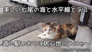 【モトブログ】道の駅いおりのネコが可愛すぎる