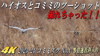 【コミミズクがハイイロチュウヒのオスにモビング、その後ハイイロチュウヒのメスも飛ぶ】2023-24シーズンのコミミズクNo.4