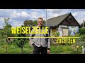 Königinzelle im weisellosen Volk zusetzen / 14.05.21