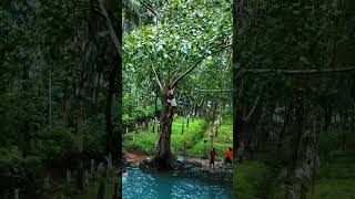 Malappuram📍vandoor🌳 #viralvideo #shortvideo #subscribers #sajidkhan