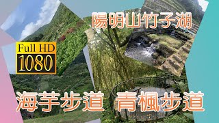 陽明山國家公園 -- 陽明山竹子湖海芋環狀步道  青楓步道   湖底環狀步道 小9公車Yangmingshan Zhuzi Lake Hiking Trail  cc字幕