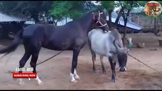 Horse Fuck Cow