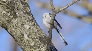 A long-tailed tit against the blue sky.