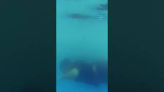 পানি তে ডুব দিলাম! #swimming #swimmingpool #shortvideo