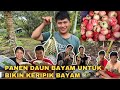 PANEN BUAH LAGI DI KEBUN DAPAT BANYAK BUAH JAMBU DAN BIKIN KERIPIK BAYAM KRISPI