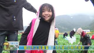 20190120  關山千人拔蘿蔔 1 8公頃1小時內掃空