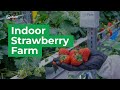 Look at indoor strawberry farm with 🍓 iFarm Berries technology