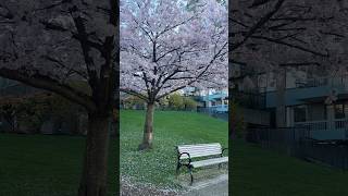 #Cherry blossom attractions #Cherry blossom blooming period #Cherry blossom ending