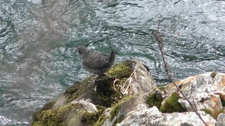 カワガラス (新潟県胎内市) 2019年4月9日