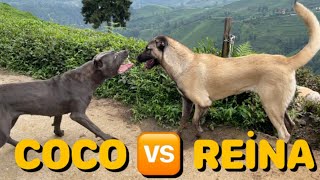 KANGAL REİNA VS CANECORSO COCO REİNA VE COCO YİNE KARŞI KARŞIYA GELDİ