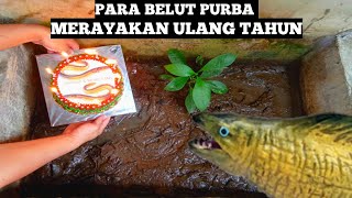 Selamat Ulang Tahun Buat Para Belut Purba Ku... Ternyata Belut Doyan Juga Makan Kue Ulang Tahun