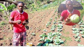 Harvest Cabbage, How to FERTILIZE Cabbage!!