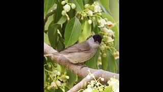 the best eurasian blackcap bird sound. (1)أفضل صوت  لعصفور التين