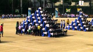 ２０１１　枚岡中学運動会　男子組体操　巨大ピラミッド