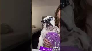 Top Funny Cute Dog Videos and TIKTOK Compilation #short