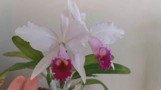 Winter blooming orchid species: Cattleya trianaei / Cattleya trianae - second blooming at home in UK