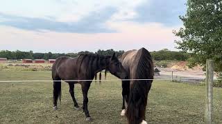 Tennessee Walking Horses, famous for their unique four-beat running walk.