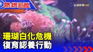 珊瑚白化危機 復育認養行動【熱線追蹤】