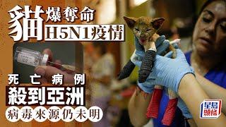 禽流感｜貓染H5N1病毒死亡病例殺到亞洲 南韓連爆3宗 H5N1｜貓｜家畜｜寵物｜家禽｜病理專家｜世衞｜星島頭條｜國際