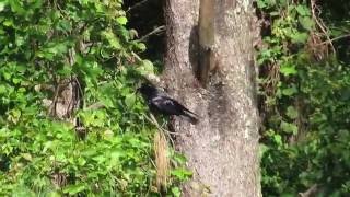 Birdwatching Colima | Common Raven