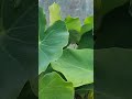 arbi plants arbi patta taro root leaves terrace garden shorts video