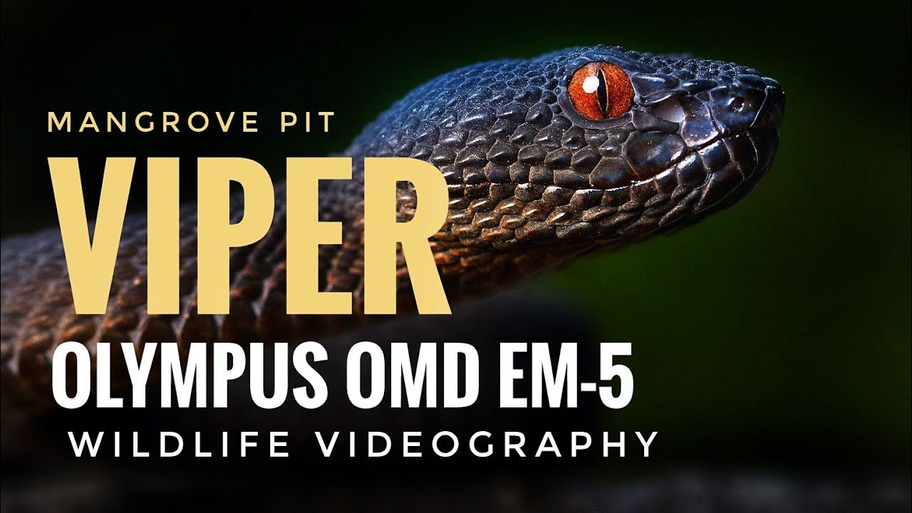 Mangrove Pit Viper In Pasir Ris Mangrove Boardwalk | Olympus OMD EM5 ...