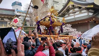 令和六年 湯島天神梅まつり 神輿渡御