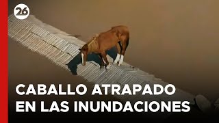 Un caballo quedó atrapado en un techo en medio de las trágicas inundaciones en Brasil