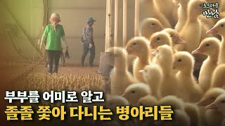 [로드다큐 '만남' 96회①] 부부를 어미로 알고 졸졸 쫓아 다니는 병아리들