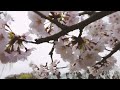 【2022年】石神井公園【桜】