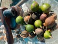 Growing, Harvesting, and Cracking Macadamia Nuts in Florida - Dana White Macadamias