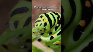 Close-Up View of the food of a swallowtail butterfly larva / Food of swallowtail butterfly larvae.