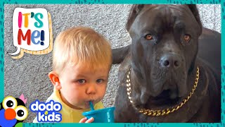 Big Dog Can't Wait To Splash Around With His Little Brother | Dodo Kids | It’s Me!
