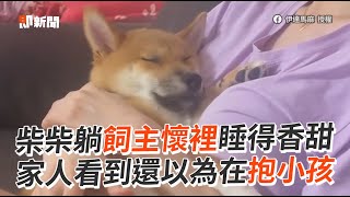 柴犬躺飼主懷裡睡得香甜💕安穩睡姿像極抱小孩｜寵物動物｜狗狗｜萌寵