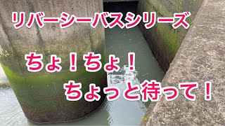 シャルダス で一撃！【鹿児島 川内川】リバーシーバス こんな所にルアー通すだけで！？